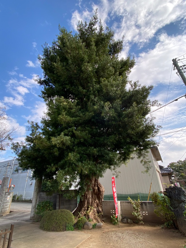 境内の古木〜槙の木（まきのき）〜