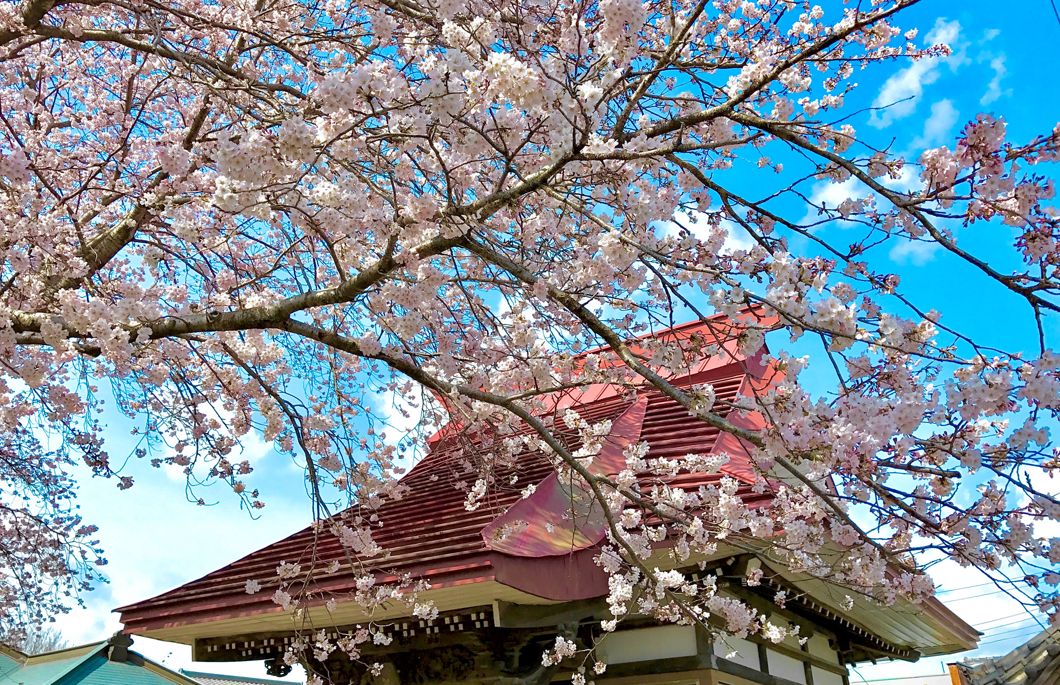 観音寺 桜と本堂
